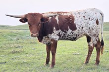 TFP HOLY COW