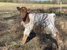 RR Linda’s Treasure Bull