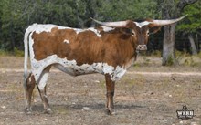 WFF Bonnet's Blue Belle