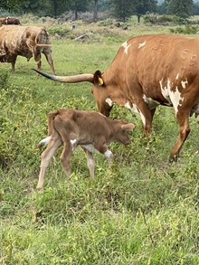 MML BELLE RINGIN BANDITA STEER