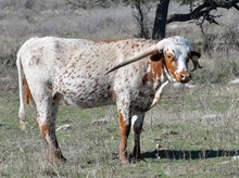 KDK CHEROKEE'S CALLA