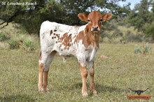 FANCY'S BULL CALF