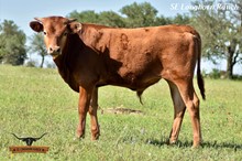 LEZAWE BULL CALF