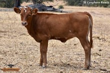 SEL ALORA RED BEAUTY