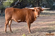 SEL ALORA RED BEAUTY