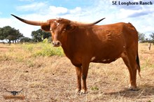 SEL ALORA RED BEAUTY