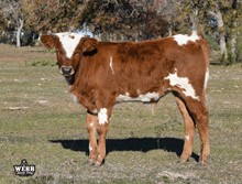 Top Notch x April steer