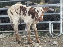 RR Jackie Daniel’s