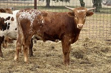 444 HCC Unnamed Steer (Attina)