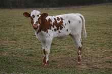 RR Jackie Daniel’s